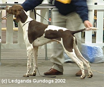 1st Junior Dog